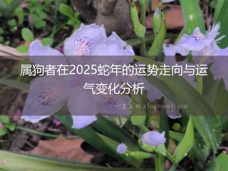 屬狗者在2025蛇年的運(yùn)勢走向與運(yùn)氣變化分析