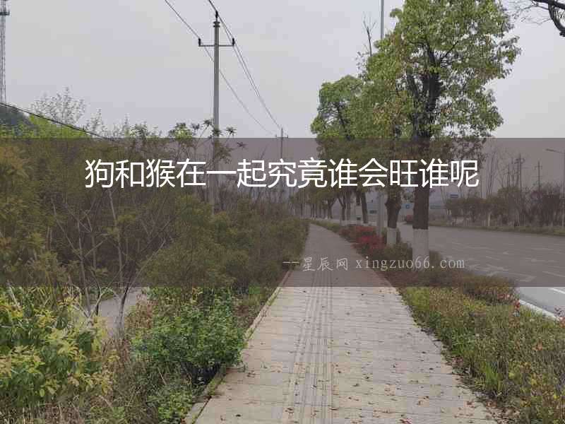 狗和猴在一起究竟誰會(huì)旺誰呢