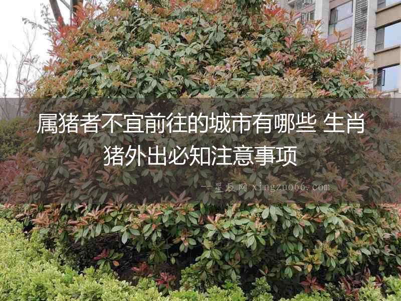 屬豬者不宜前往的城市有哪些 生肖豬外出必知注意事項