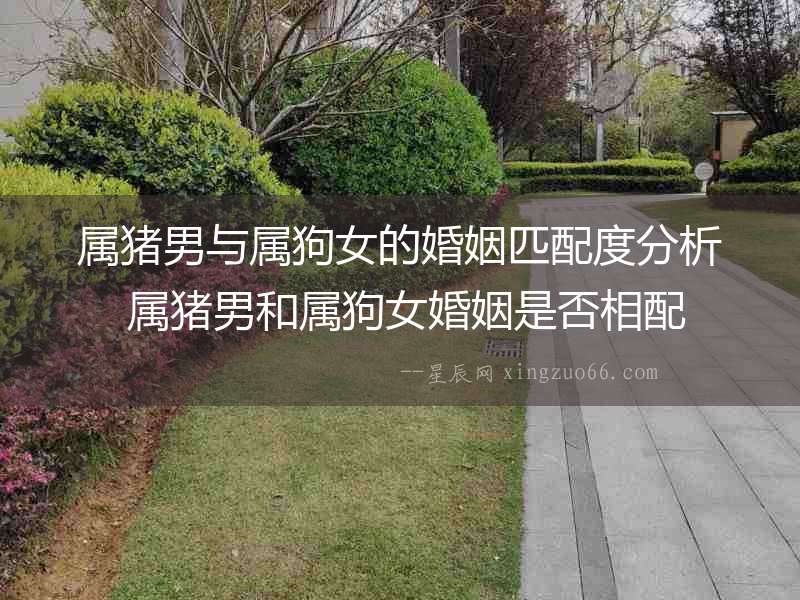 屬豬男與屬狗女的婚姻匹配度分析 屬豬男和屬狗女婚姻是否相配