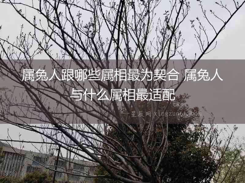 屬兔人跟哪些屬相最為契合 屬兔人與什么屬相最適配