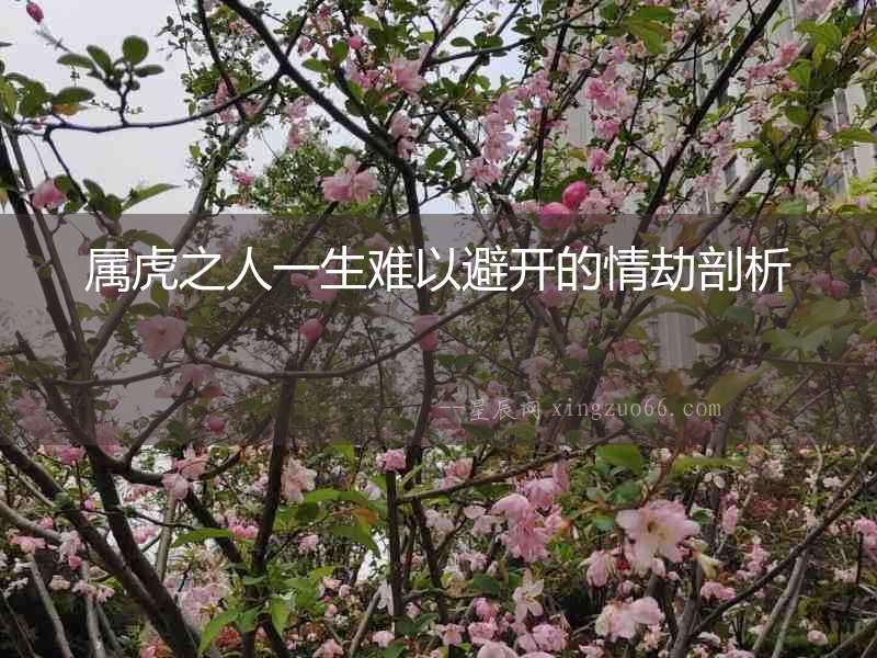 屬虎之人一生難以避開的情劫剖析