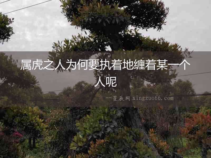 屬虎之人為何要執(zhí)著地纏著某一個(gè)人呢