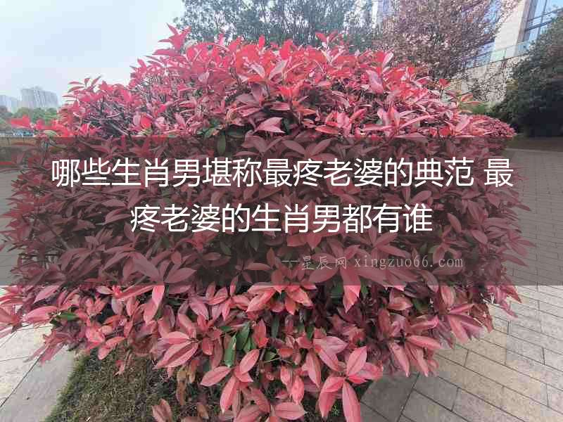 哪些生肖男堪稱最疼老婆的典范 最疼老婆的生肖男都有誰