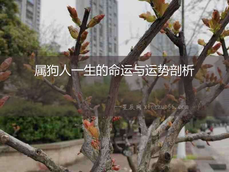 屬狗人一生的命運(yùn)與運(yùn)勢(shì)剖析