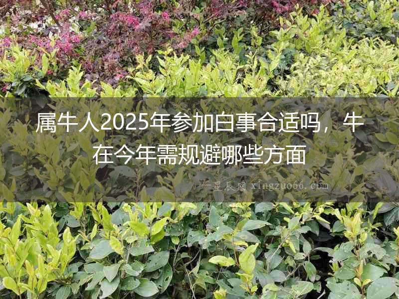 屬牛人2025年參加白事合適嗎，牛在今年需規避哪些方面
