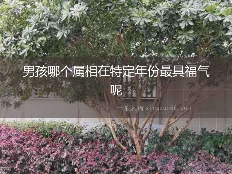 男孩哪個屬相在特定年份最具福氣呢