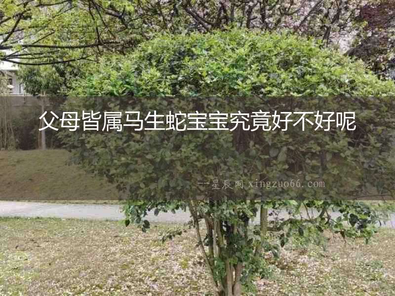 父母皆屬馬生蛇寶寶究竟好不好呢