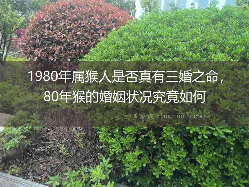 1980年屬猴人是否真有三婚之命，80年猴的婚姻狀況究竟如何