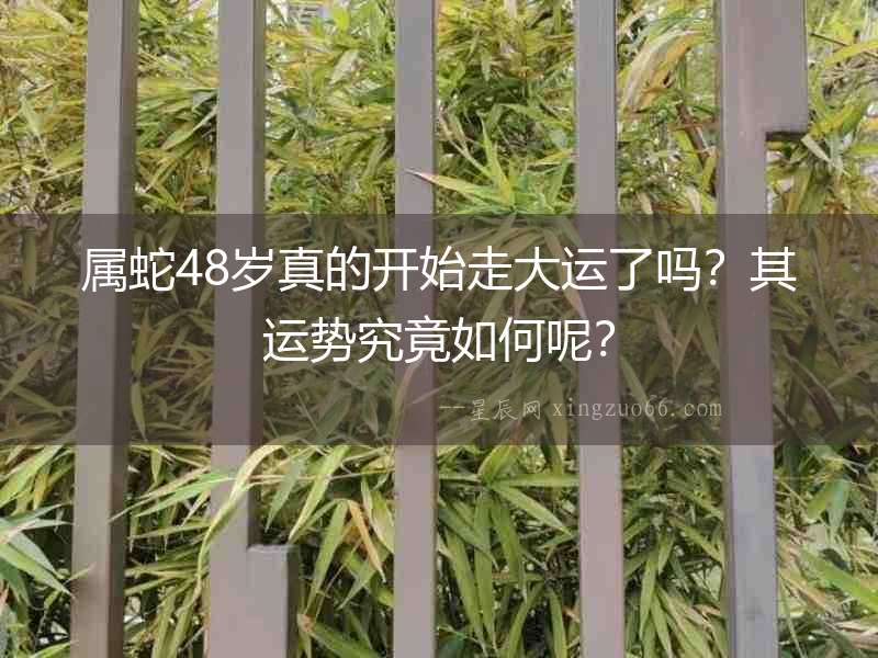 屬蛇48歲真的開始走大運了嗎？其運勢究竟如何呢？