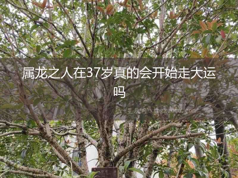 屬龍之人在37歲真的會開始走大運嗎