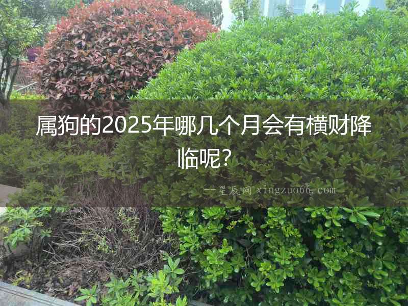 屬狗的2025年哪幾個月會有橫財降臨呢？
