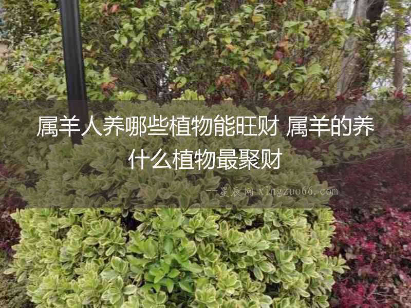 屬羊人養(yǎng)哪些植物能旺財 屬羊的養(yǎng)什么植物最聚財