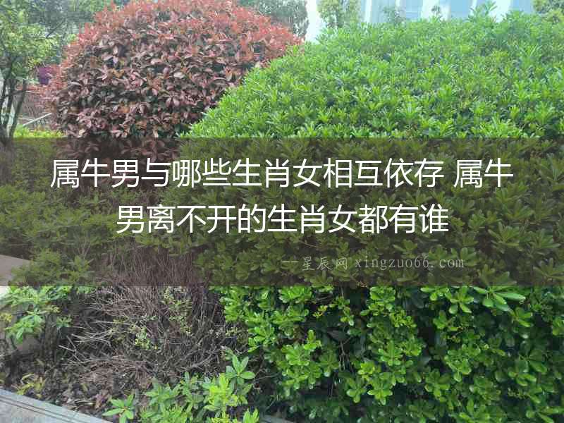 屬牛男與哪些生肖女相互依存 屬牛男離不開的生肖女都有誰